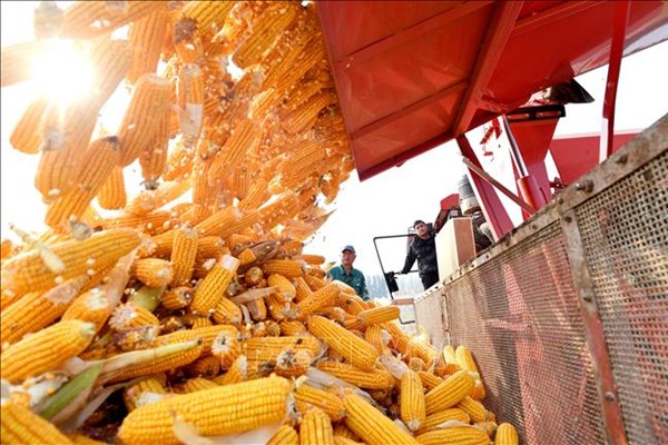Nhu cầu nhập khẩu ngô của Trung Quốc có thể giảm 50% trong năm 2025
