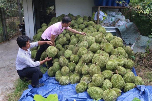 Kiểm soát toàn diện từ vùng trồng đến đóng gói sầu riêng xuất khẩu
