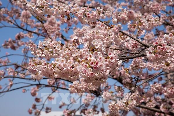 Tokyo chính thức bước vào mùa hoa anh đào rực rỡ