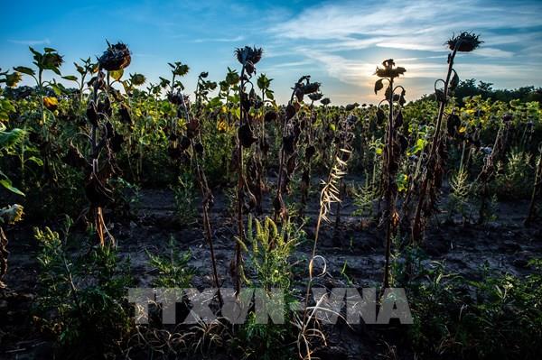 EU nâng sức cạnh tranh của ngành nông nghiệp