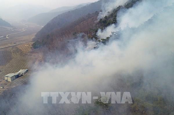 Hàn Quốc dốc toàn lực ứng phó cháy rừng