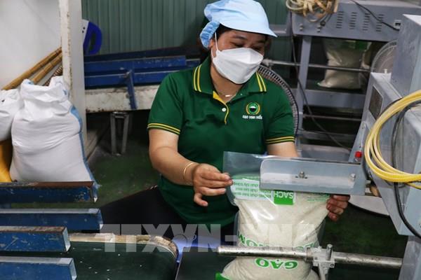 Giá gạo xuất khẩu giảm 20%