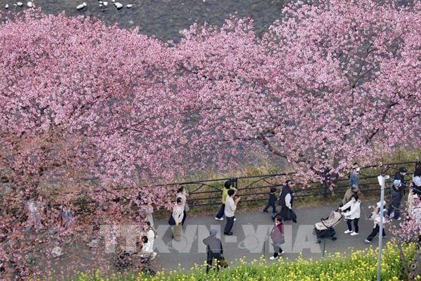 Rực rỡ mùa hoa anh đào tại Tokyo
