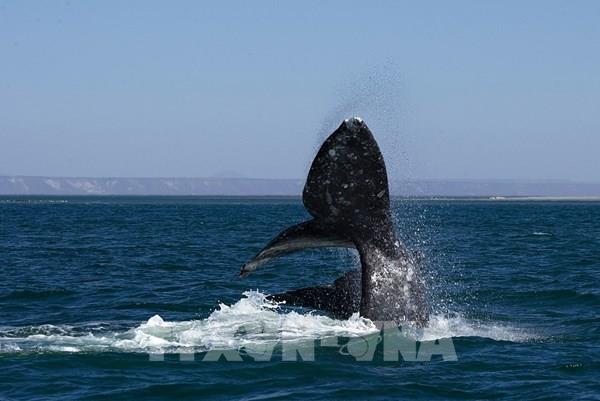 Đàn cá voi sẽ trở về Loreto