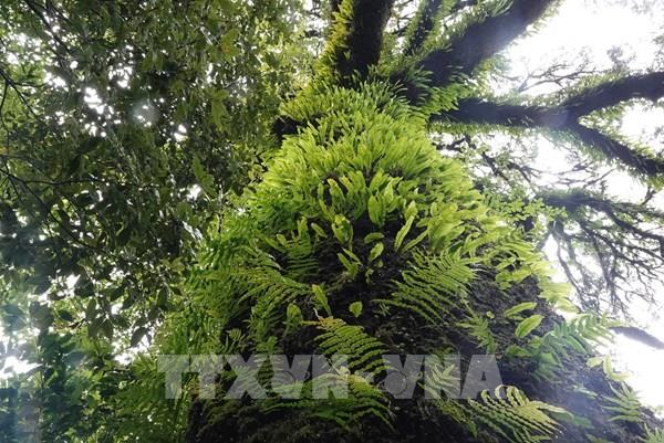 Ngỡ ngàng vẻ đẹp của cánh rừng nguyên sinh ở vùng cao Mù Cang Chải