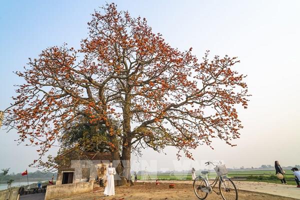  Đỏ rực trời mùa hoa gạo tháng Ba