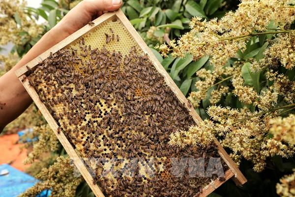  Cận cảnh quá trình thu hoạch mật ong vải