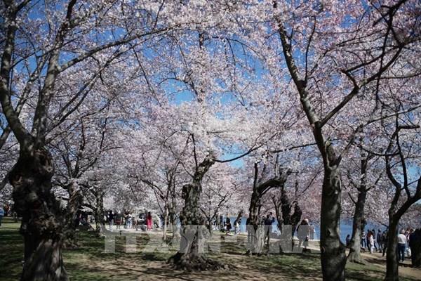 Hoa anh đào nở rộ tại Thủ đô Washington D.C
