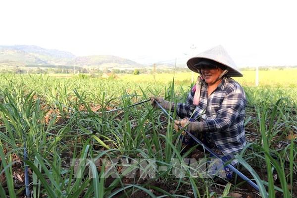 Giữ “vị ngọt” cho mía đường - Bài 2: Lợi ích hài hòa, rủi ro chia sẻ
