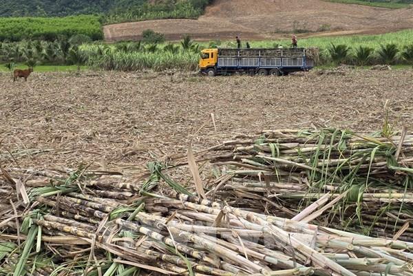 Giữ “vị ngọt” cho mía đường - Bài cuối: Nhìn xa, nghĩ sâu, làm lớn