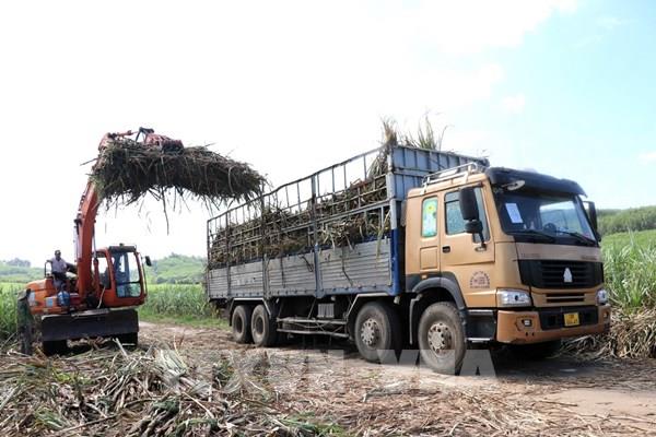 Ngành mía đường trước sức ép lớn từ đường lỏng nhập khẩu