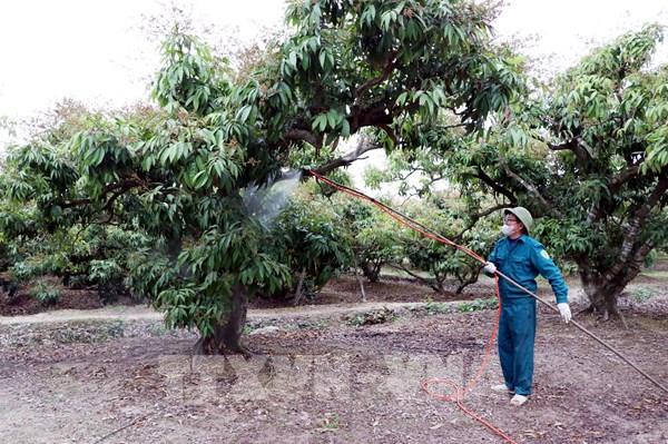 Thủ phủ vải thiều Hải Dương dự kiến sản lượng đạt 35.000 tấn