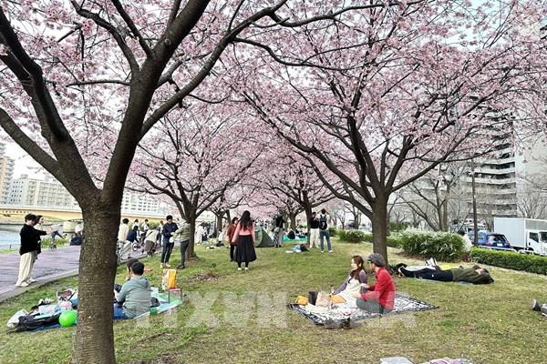 Nhật Bản: Lạm phát đẩy giá tiệc hanami lên mức cao nhất