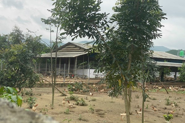 Bình Định dừng hoạt động Dự án sản xuất rau an toàn không đúng mục tiêu