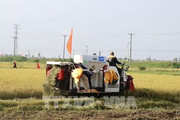 Ngân hàng tạo điều kiện cho ngành hàng lúa gạo phát triển