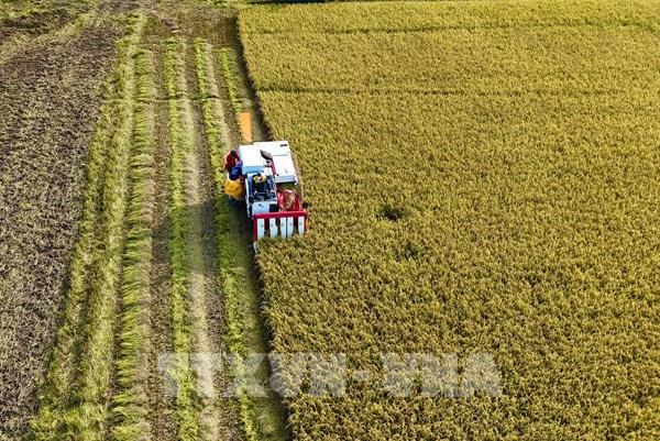 Đa dạng hóa thị trường xuất khẩu gạo: Đơn vị nào định hướng?