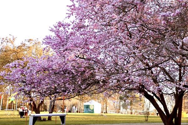 Hoa Anh đào níu chân du khách tại “Vườn thế giới” ở Berlin