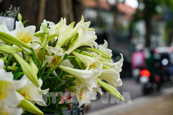 Trắng tinh khôi mùa hoa Loa Kèn