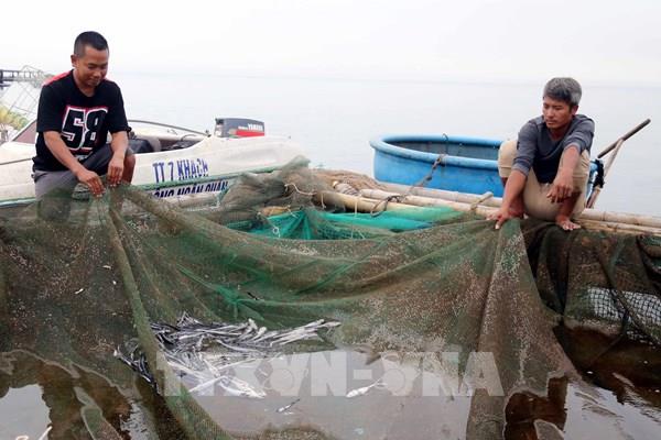 Quảng Bình: Cá nuôi biển chết bất thường chưa rõ nguyên nhân