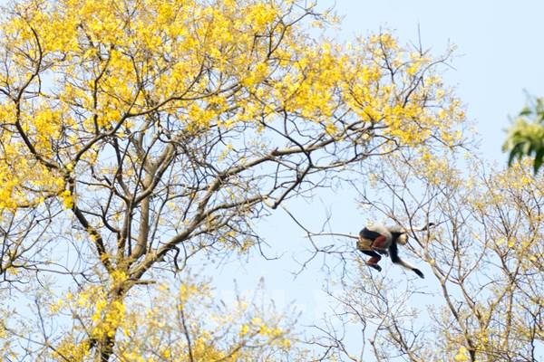 Rực rỡ sắc vàng hoa Lim xẹt trên bán đảo Sơn Trà