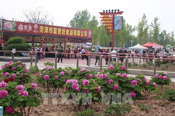 Rực rỡ sắc hoa tại “thủ phủ mẫu đơn” của Trung Quốc