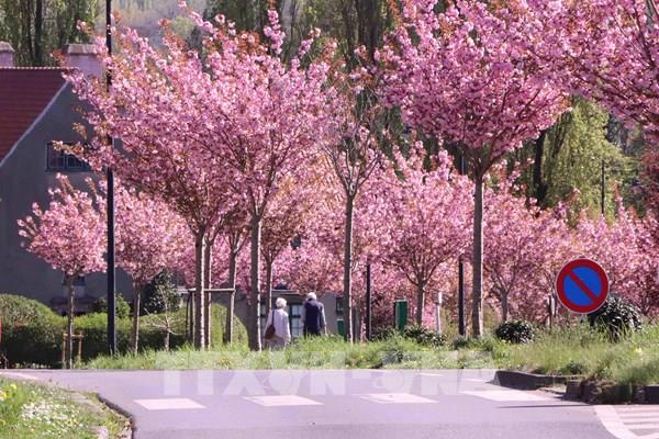 Brussels rực rỡ trong sắc hoa anh đào