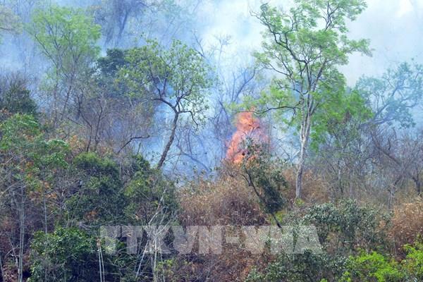 Thực hiện các phương án phòng, chữa cháy rừng tại khu vực trọng điểm