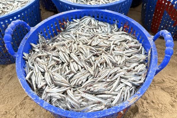 Ngư dân Phú Yên được mùa cá cơm