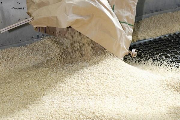 Giá gạo Ấn Độ chạm mức thấp nhất gần hai năm