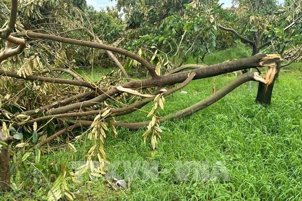 Lâm Đồng hỗ trợ người dân chịu thiệt hại do lốc xoáy và mưa đá