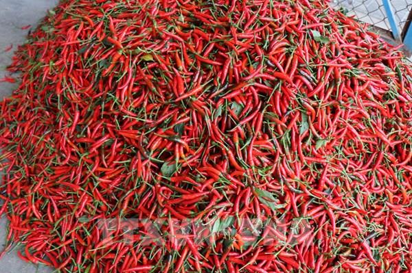 Điều kiện để ớt xuất khẩu chính ngạch sang Trung Quốc