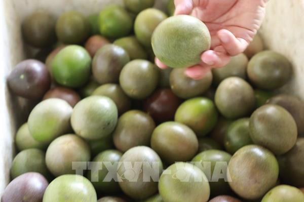 Quy định xuất khẩu chanh leo chính ngạch sang Trung Quốc