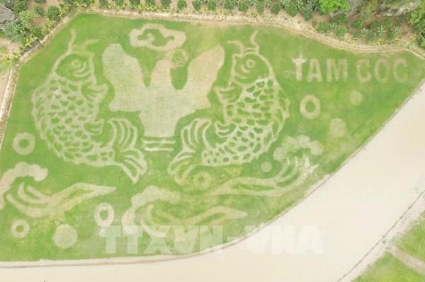 Lạ mắt bức tranh ’Cá vượt vũ môn’ giữa đồng lúa ở Tam Cốc
