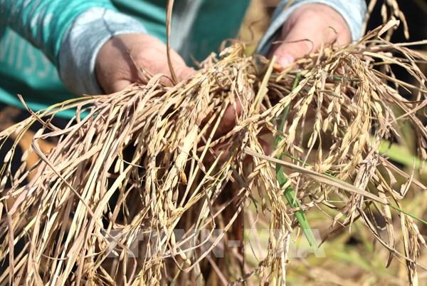 Dịch rầy bùng phát ở Phú Yên, nguy cơ mất mùa cao