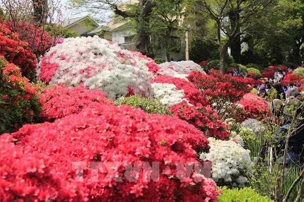 Rực rỡ Lễ hội hoa Đỗ quyên tại Tokyo