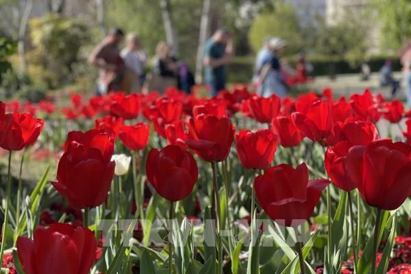 Rực rỡ sắc hoa tuylip tại London