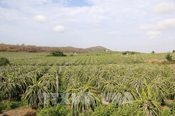 Màu xanh từ vùng "rốn hạn" Bình Thuận