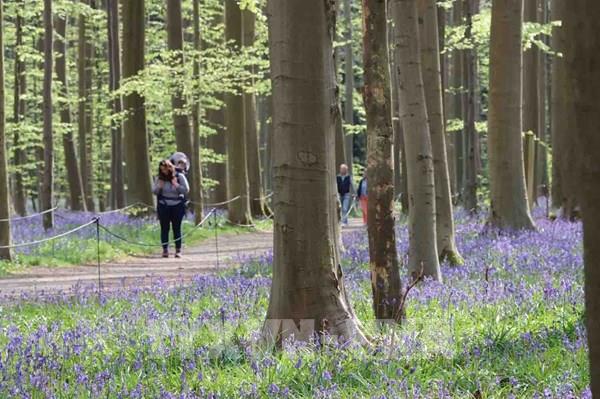 Hallerbos - Khúc giao mùa rực rỡ giữa lòng nước Bỉ