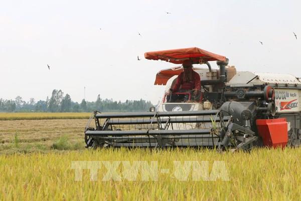 Giá lúa, gạo đi ngang: Tín hiệu gì cho thị trường nông sản?