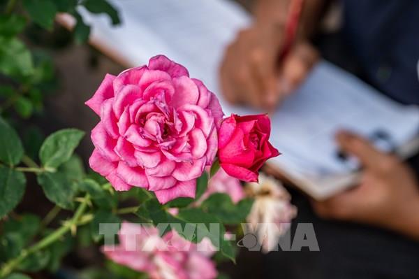 Giải mã gen tiết lộ màu sắc bất ngờ của hoa hồng