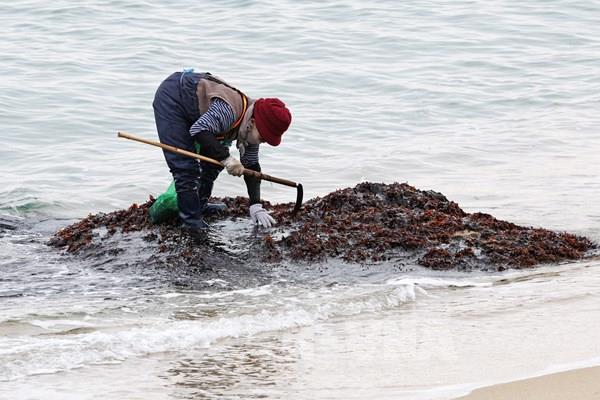 Xuất khẩu rong biển khô của Hàn Quốc tăng cao kỷ lục