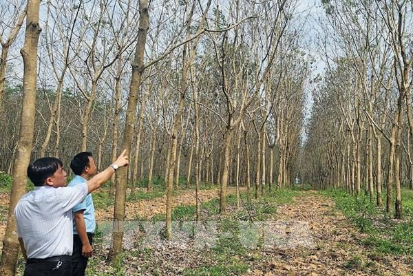 Hàng nghìn ha cao su bị héo, khô lá chưa rõ nguyên nhân