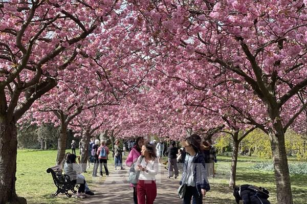 Anh đào khoe sắc tại các công viên hoàng gia nước Anh