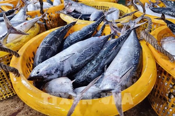 Cá Nam rộn sóng, ngư dân Ninh Thuận kỳ vọng “trúng lớn”