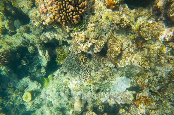 Hơn 80% rạn san hô toàn cầu bị ảnh hưởng sau đợt tẩy trắng lớn nhất lịch sử