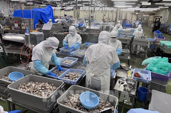 Bước tiến quan trọng trong hợp tác thủy sản Việt Nam – Nhật Bản