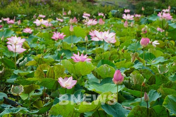 Ngược dòng ký ức: 50 năm Đồng Tháp Mười và bản giao hưởng sắc sen