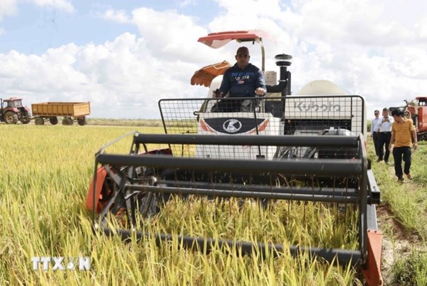 Thị trường nông sản: Giá lúa, gạo biến động nhẹ