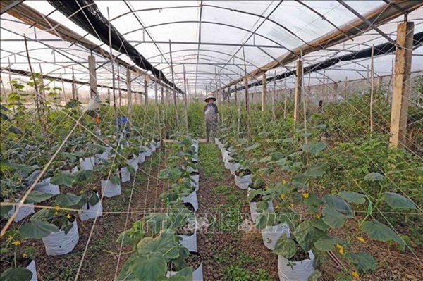 Hà Nội có hơn 900 ha diện tích trồng trọt được áp dụng công nghệ số