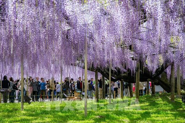 Đắm chìm trong thiên đường hoa tử đằng tại Tochigi, Nhật Bản